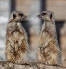 Meerkats