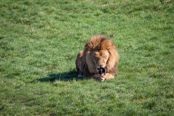 Naklejka premium Lion