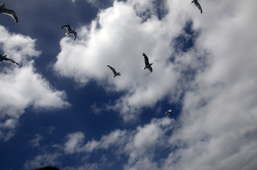 Vol de mouettes au large de Los Lobos