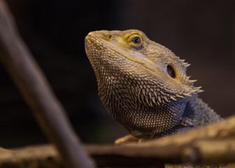Bearded Dragon