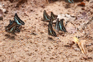 Group of The Common Jay butterfly