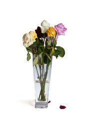 Wilted roses in vase