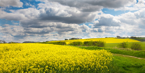 Lincolnshire wolds with oil seed rape