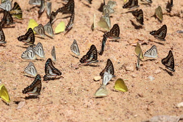 Group of  butterfly on the ground