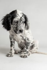 Ritratto in studio di un cucciolo di cane setter inglese a macchie bianco e nero