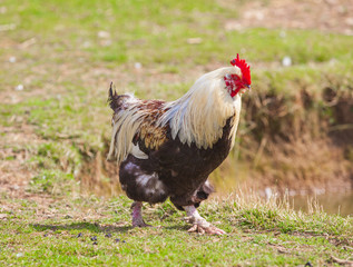Rooster walk
