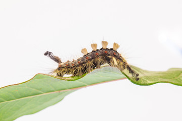 Caterpillar on leaf  with white background