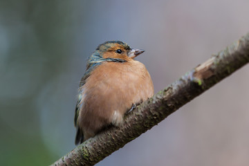 chaffinch close up
