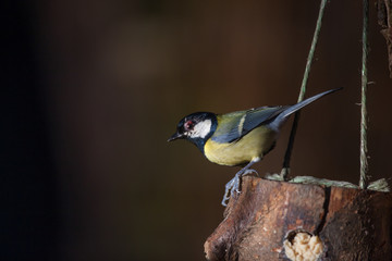 Great tit on a bird feeder