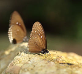 Common Indian Crow butterfly (Euploea core Lucus)