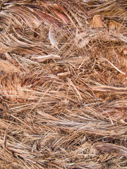 background, bark date palm
