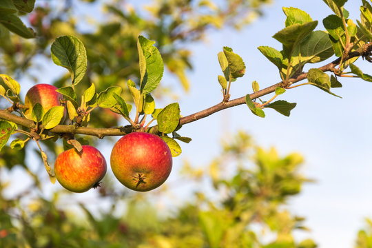 Apfelbaumzweig mit jungen Äpfeln
