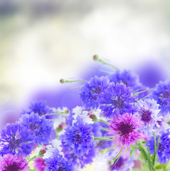 poppy and cornflower
