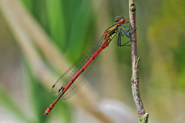 Rote Libelle