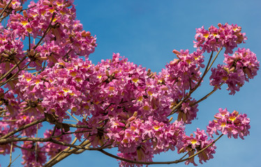 Ipê Rosa