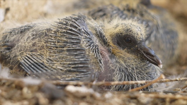 Pigeon baby with gray feather on nest