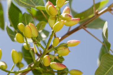 Pistachio trees, Antep , Turkey 