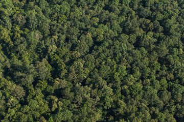 aerial view of the forest