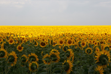 Obraz premium Sunflowers field