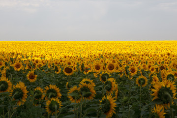 Sunflowers field