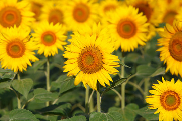 Fototapeta premium Sunflowers field