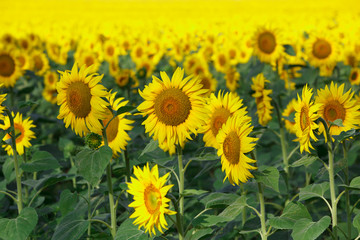 Fototapeta premium Sunflowers field
