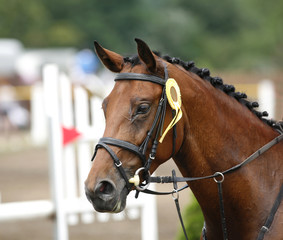 Award winning racehorse during celebration on a show jumping event