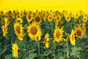 Fototapeta premium Sunflowers field