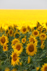 Fototapeta premium Sunflowers field