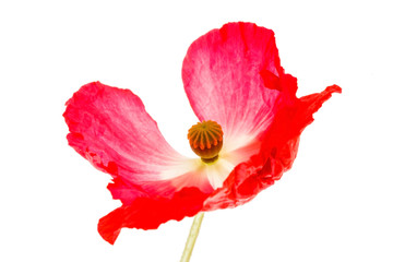 nice poppy