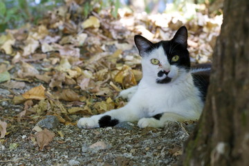 Obraz premium Colonia felina