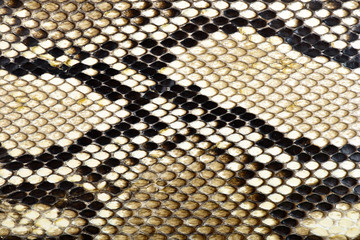 Obraz premium snake skin python