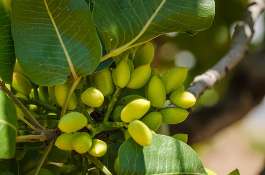 Pistachio Trees, Antep , Turkey 