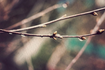 Spring Branches with Drops