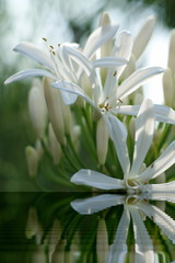 weiße Agapanthus mit Wasser Spiegel Effekt