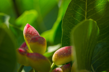 Pistachio trees, Antep , Turkey 