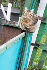 Tabby Cat Sitting