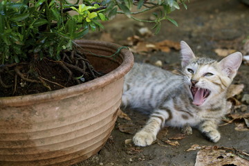 Colonia felina