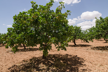 Fototapeta na wymiar Pistachio trees, Antep , Turkey 
