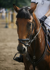 Head-shot of a show jumper horse during competition with jockey