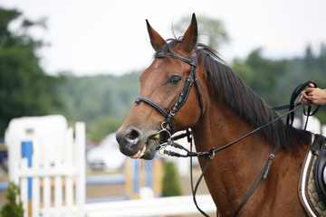 Head-shot of a show jumper horse during competition with rider
