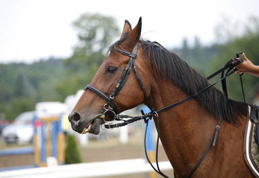 Face of a beautiful purebred racehorse on the jumping competition