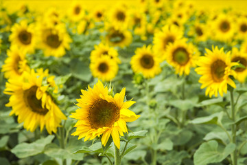 Sunflowers in a sunflower field