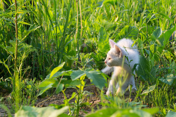 White Kitten in the Garden
