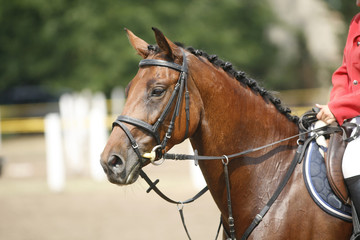 Face of a beautiful purebred racehorse on the jumping competition - obrazy, fototapety, plakaty