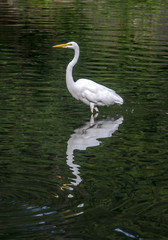 Snowy Egret (Egretta thula)