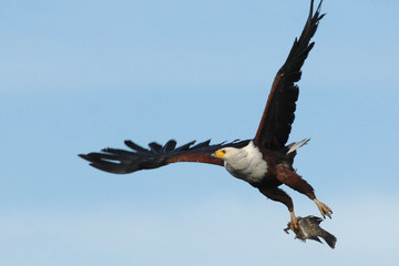 African Fish Eagle flying with fish in talons