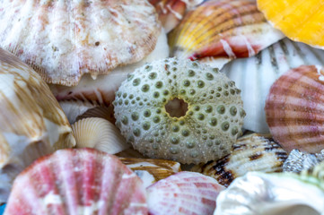 Sea shells