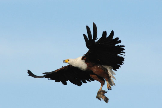 African Fish Eagle flying with fish in talons