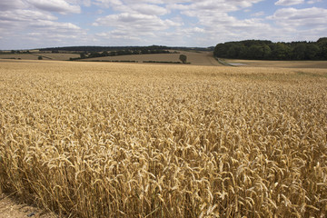 Fototapeta premium Wheat growing on a Hampshire farm close to harvest time. England UK